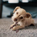 SPOT Bam-Bones Plus Triple Chew - Bamboo Fiber & Nylon, Durable Long Lasting Dog Toy for Aggressive Chewers – Great for Adult Dogs & Teething Puppies Under 30lbs, Non-Splintering, 4in, Bison Flavor