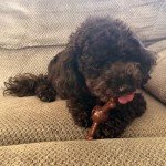 SPOT Bam-Bones Plus Triple Chew - Bamboo Fiber & Nylon, Durable Long Lasting Dog Toy for Aggressive Chewers – Great for Adult Dogs & Teething Puppies Under 30lbs, Non-Splintering, 4in, Bison Flavor