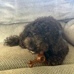 SPOT Bam-Bones Plus Triple Chew - Bamboo Fiber & Nylon, Durable Long Lasting Dog Toy for Aggressive Chewers – Great for Adult Dogs & Teething Puppies Under 30lbs, Non-Splintering, 4in, Bison Flavor