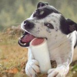 Cadet Stuffed Shin Bone - Highly Digestible, High Protein, Long-Lasting Dog Chew Bone for Aggressive Chewers, Supports Dental Health, - Bully Stick Flavor, Large (1 Count)