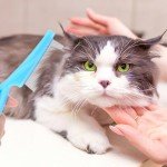 4pcs Dog Flea Comb Cat Flea Comb Flea Comb for Kittens,Tick Comb for Dogs,Fine Tooth Tear Stain Remover,Large and Small Grooming Comb for Pets, Fine Tooth Tear Stain Remover