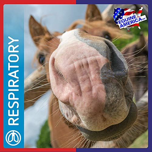 Premium Equine Respiratory Supplement | 500g