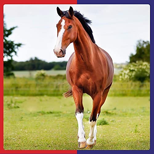 Premium Turmeric Supplement for Horses | 3 Kg