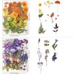 80Pcs Natural Pressed Flowers for Crafting