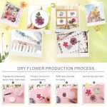 35Pcs Dried Flowers & 40Pcs Butterflies for Resin