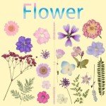 50 Pcs Dried Flowers Resin Mold Kit