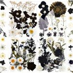 84Pcs Black Dried Flowers for Resin Art