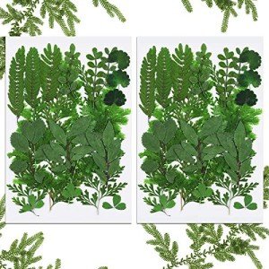 42 Dried Pressed Flowers and Leaves Set