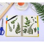 42 Dried Pressed Flowers and Leaves Set