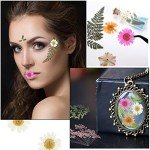 68-Piece Dried Pressed Flower and Leaf Set