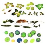 3D Koi Fish Resin Stickers for Art Projects