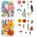 80Pcs Natural Dried Pressed Flowers for Resin Art