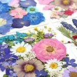 80Pcs Natural Dried Pressed Flowers for Resin Art