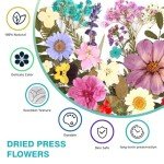 100Pcs Dried Pressed Flowers for Resin Crafts