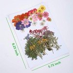 48PCS Dried Flowers and Leaves for Resin Art