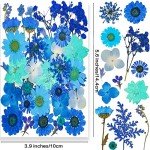37pcs Blue Dried Pressed Flowers for Resin Art