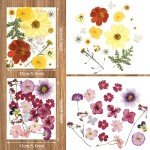 Bulk Dried Pressed Flowers for Resin Art