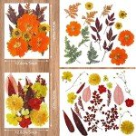 Bulk Dried Fall Flowers for Resin Crafting