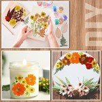 Bulk Dried Fall Flowers for Resin Crafting