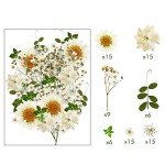 81 Pieces Pressed White Dried Flowers for Resin