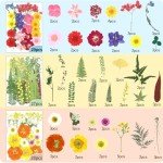 210 Pcs Dried Pressed Flowers for Resin Crafts