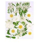 White Dried Pressed Flowers for Resin Art