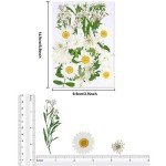 White Dried Pressed Flowers for Resin Art