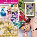 100Pcs Dried Pressed Flowers for Resin Art