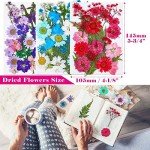 100Pcs Dried Pressed Flowers for Resin Art