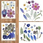 Bulk Dried Pressed Flowers for Resin Crafts