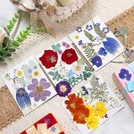 Bulk Dried Pressed Flowers for Resin Crafts