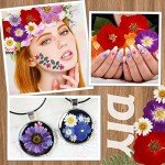 Bulk Dried Pressed Flowers for Resin Crafts