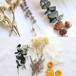 Dried Plants for Aromatherapy & Resin Crafts
