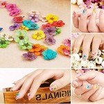 Mini Dried Flowers for Resin Nail Art Decor