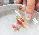 10 Sheets 3D Koi Fish Stickers for Resin Art