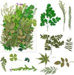 Mixed Dried Flowers for Resin Art - 170+ Pieces