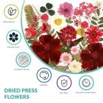 100 Pcs Dried Pressed Flowers for Resin Craft