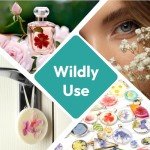 100 Pcs Dried Pressed Flowers for Resin Craft