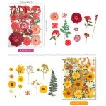 110+ PCS Dried Flowers for Resin Art