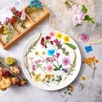 Pressed Dried Flowers for Resin Art Crafts