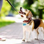 Silicone Pet Tag Resin Mold for DIY Crafts