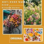 72Pcs Pressed Dried Flowers for Resin Art