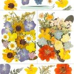 58PCS Dried Pressed Flowers for Resin Art