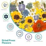 58PCS Dried Pressed Flowers for Resin Art