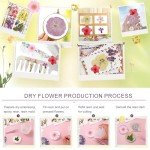 104 Pcs Dried Flowers for Resin Art Projects