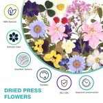 100Pcs Dried Pressed Flowers for Resin Art