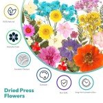 58PCS Dried Pressed Flowers for Resin Art