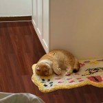 Reddish Brown Peel and Stick Vinyl Floor Tiles