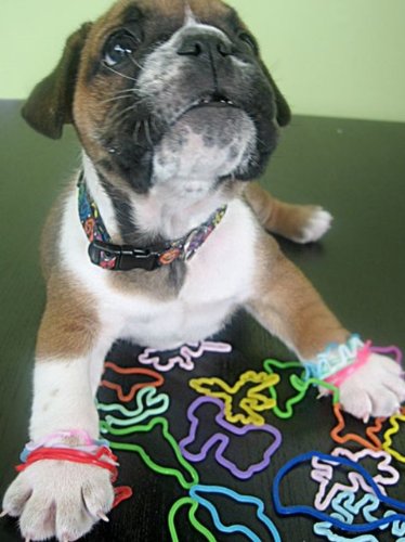 Silly Bandz Save The Gulf Bracelets