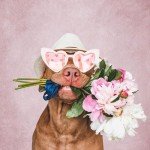 Mocsicka Pink Photography Backdrops Pink Texture Abstract Photo Backdrop Vintage Headshot Portrait Background for Photography Studio Props (Pink, 5x7ft)